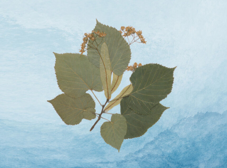 Ten green tilia leaves spread out on an abstract blue and white background
